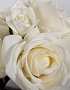 96CN-RB61 Диффузор Five Rose White, спрей White Gardenia10мл,уп.