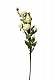 9F27994-4269 Роза кустовая белая 73 см(24)