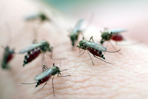 Борьба с комарами 2.jpg