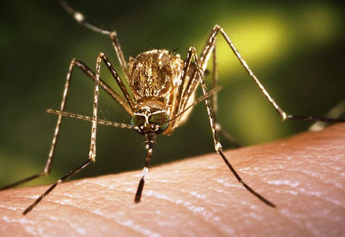 Борьба с комарами.jpg