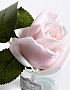 96CN-R46 Диффуз.Rose Bud French Pink,спрей White Gardenia 5мл уп