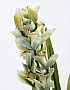29BJ-911-33 Орхидея CYMBIDIUM искусств. лаймовая в горшке h110 см